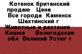 Котенок британский продаю › Цена ­ 3 000 - Все города, Каменск-Шахтинский г. Животные и растения » Кошки   . Вологодская обл.,Великий Устюг г.